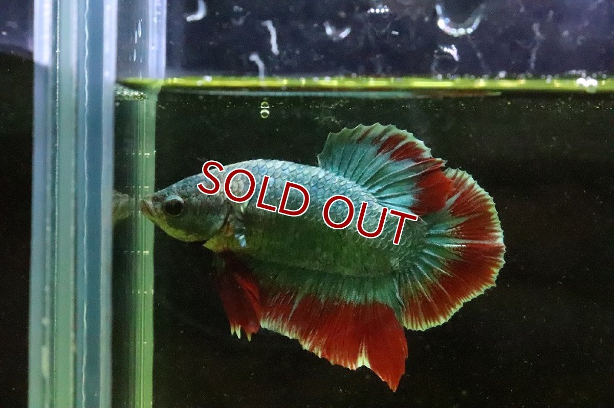 画像2: 【淡水魚】超激安 プラカットファンシー【１匹】(ベタ)(生体)(淡水)NKBT (2)