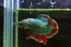 画像2: 【淡水魚】【通販】超激安 プラカットファンシー【１匹】(ベタ)(生体)(淡水)NKBT (2)