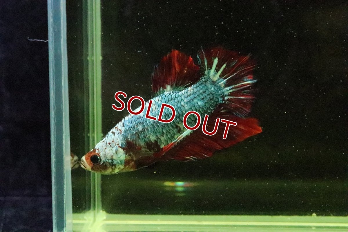 画像3: 【淡水魚】超激安 プラカットファンシー【１匹】(ベタ)(生体)(淡水)NKBT (3)