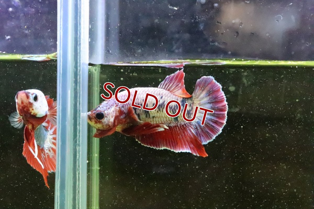 画像4: 【淡水魚】超激安 プラカットファンシー【１匹】(ベタ)(生体)(淡水)NKBT (4)