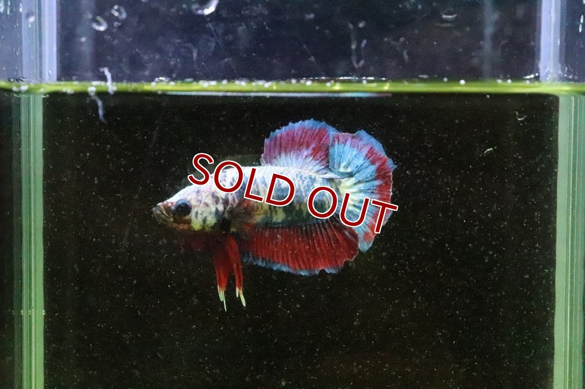 画像5: 【淡水魚】超激安 プラカットファンシー【１匹】(ベタ)(生体)(淡水)NKBT (5)