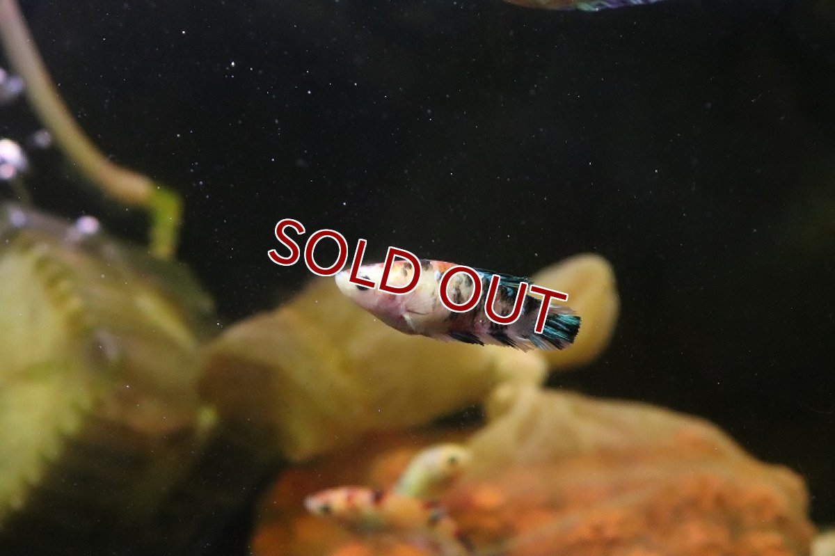 画像2: 【淡水魚】ハーフムーンプラカット コイギャラクシー♀【1匹 サンプル画像】(ベタ)(生体)(淡水)NKBT (2)