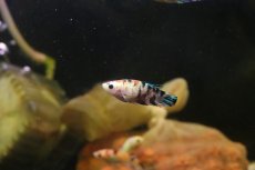 画像2: 【淡水魚】ハーフムーンプラカット コイギャラクシー♀【1匹 サンプル画像】(ベタ)(生体)(淡水)NKBT (2)