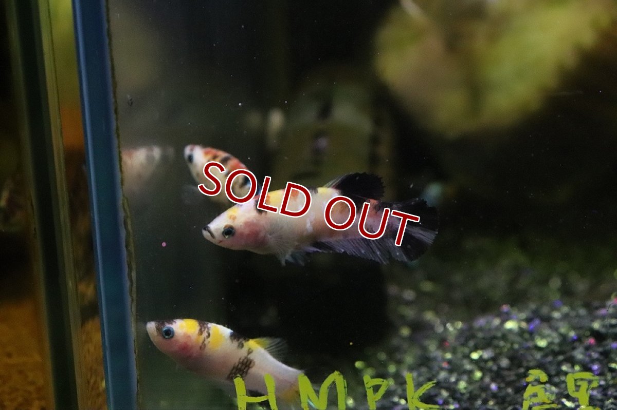 画像3: 【淡水魚】ハーフムーンプラカット コイギャラクシー♀【1匹 サンプル画像】(ベタ)(生体)(淡水)NKBT (3)