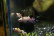 画像3: 【淡水魚】ハーフムーンプラカット コイギャラクシー♀【1匹 サンプル画像】(ベタ)(生体)(淡水)NKBT (3)