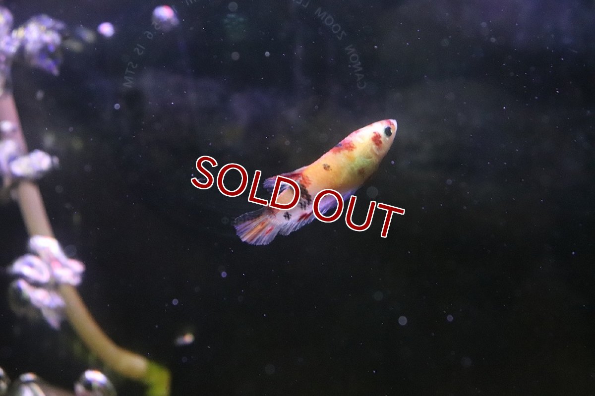 画像4: 【淡水魚】ハーフムーンプラカット コイギャラクシー♀【1匹 サンプル画像】(ベタ)(生体)(淡水)NKBT (4)