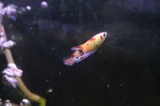 画像4: 【淡水魚】ハーフムーンプラカット コイギャラクシー♀【1匹 サンプル画像】(ベタ)(生体)(淡水)NKBT (4)