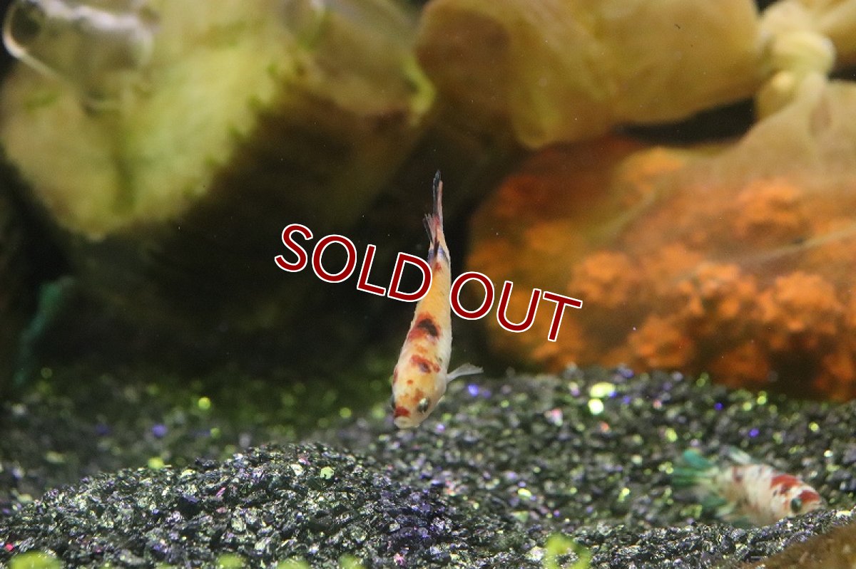 画像5: 【淡水魚】ハーフムーンプラカット コイギャラクシー♀【1匹 サンプル画像】(ベタ)(生体)(淡水)NKBT (5)