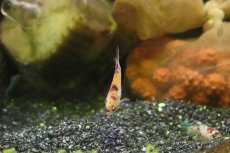 画像5: 【淡水魚】ハーフムーンプラカット コイギャラクシー♀【1匹 サンプル画像】(ベタ)(生体)(淡水)NKBT (5)