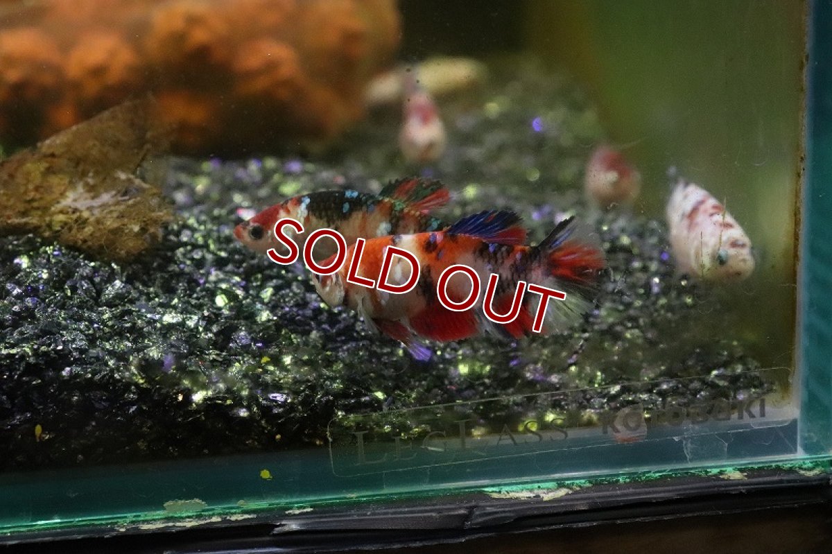 画像6: 【淡水魚】ハーフムーンプラカット コイギャラクシー♀【1匹 サンプル画像】(ベタ)(生体)(淡水)NKBT (6)