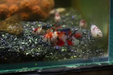 画像6: 【淡水魚】ハーフムーンプラカット コイギャラクシー♀【1匹 サンプル画像】(ベタ)(生体)(淡水)NKBT (6)