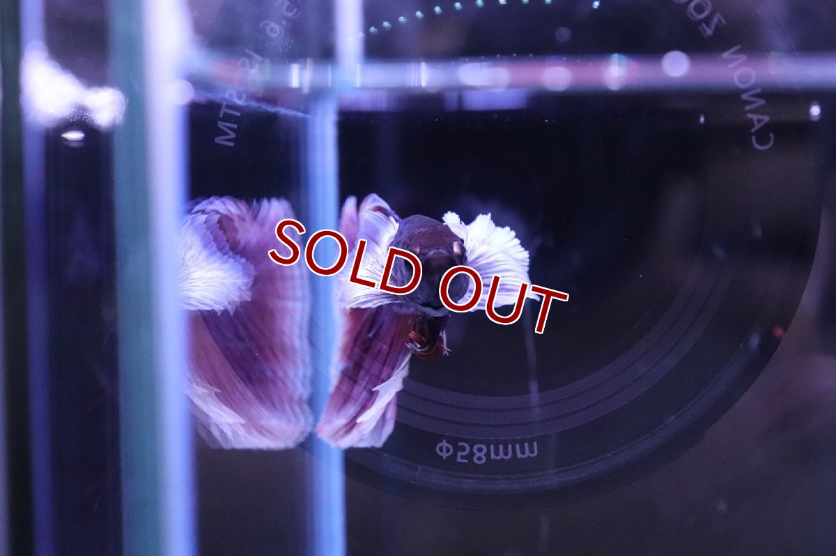 画像2: 【淡水魚】【通販】ハーフムーンダンボ【1匹 サンプル画像】(ベタ)(生体)(熱帯魚)NKBT (2)