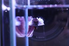 画像2: 【淡水魚】【通販】ハーフムーンダンボ【1匹 サンプル画像】(ベタ)(生体)(熱帯魚)NKBT (2)