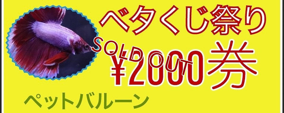 画像1: 【淡水魚】【ベタくじ祭り】10月10日開催 ベタくじ祭り　2000円券【1回券】(イベント用)(生体)(熱帯魚)NKBT (1)