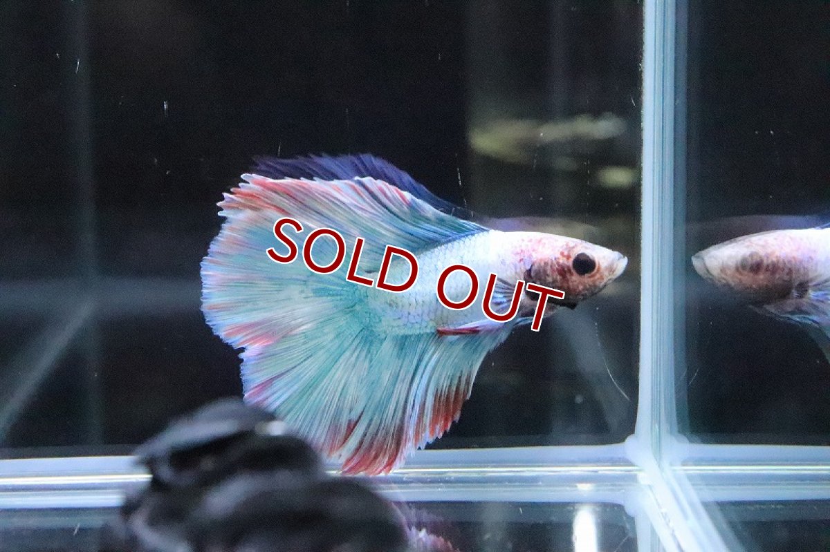 画像2: 【淡水魚】レア種 激安 ショートボディ ダブルテール【1匹 サンプル画像】(ベタ)(生体)(熱帯魚)NKBT (2)