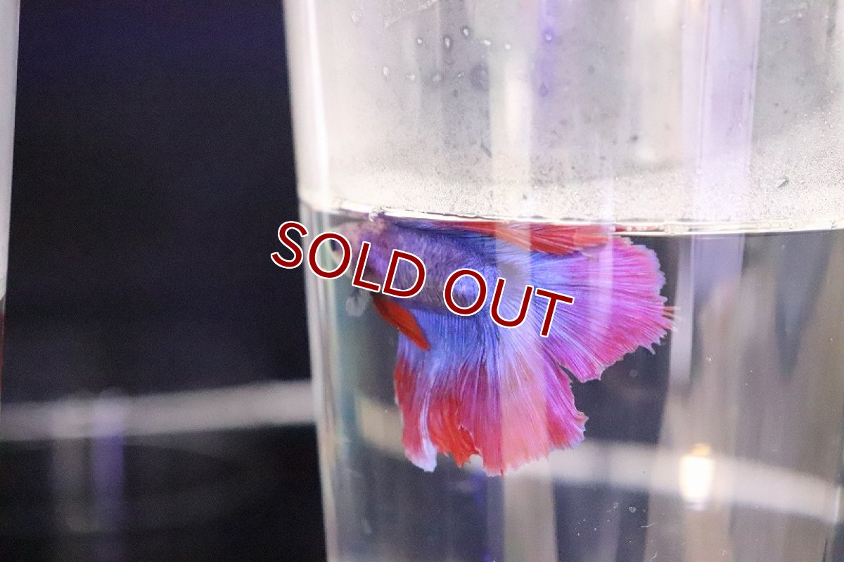 画像4: 【淡水魚】レア種 激安 ショートボディ ダブルテール【1匹 サンプル画像】(ベタ)(生体)(熱帯魚)NKBT (4)