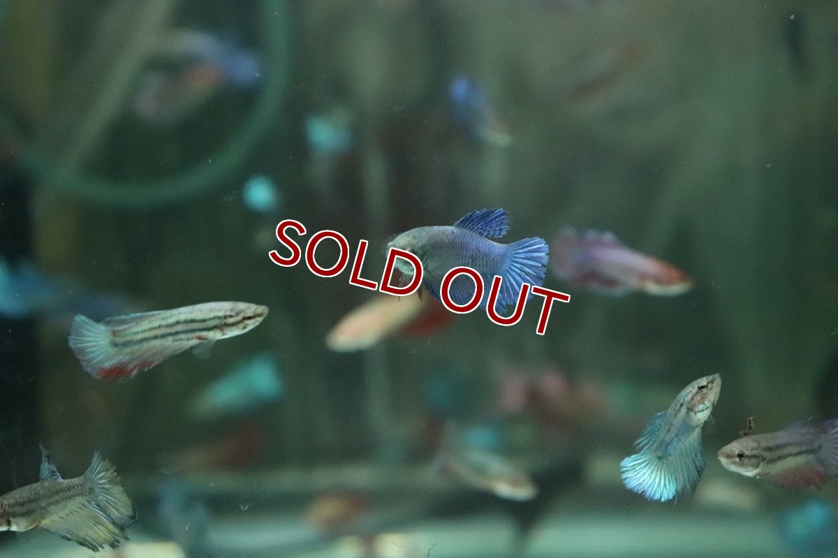 画像2: 【淡水魚】【通販】超爆安 メスベタ【1匹 サンプル画像】（ベタ）（生体）（熱帯魚）NKBT (2)