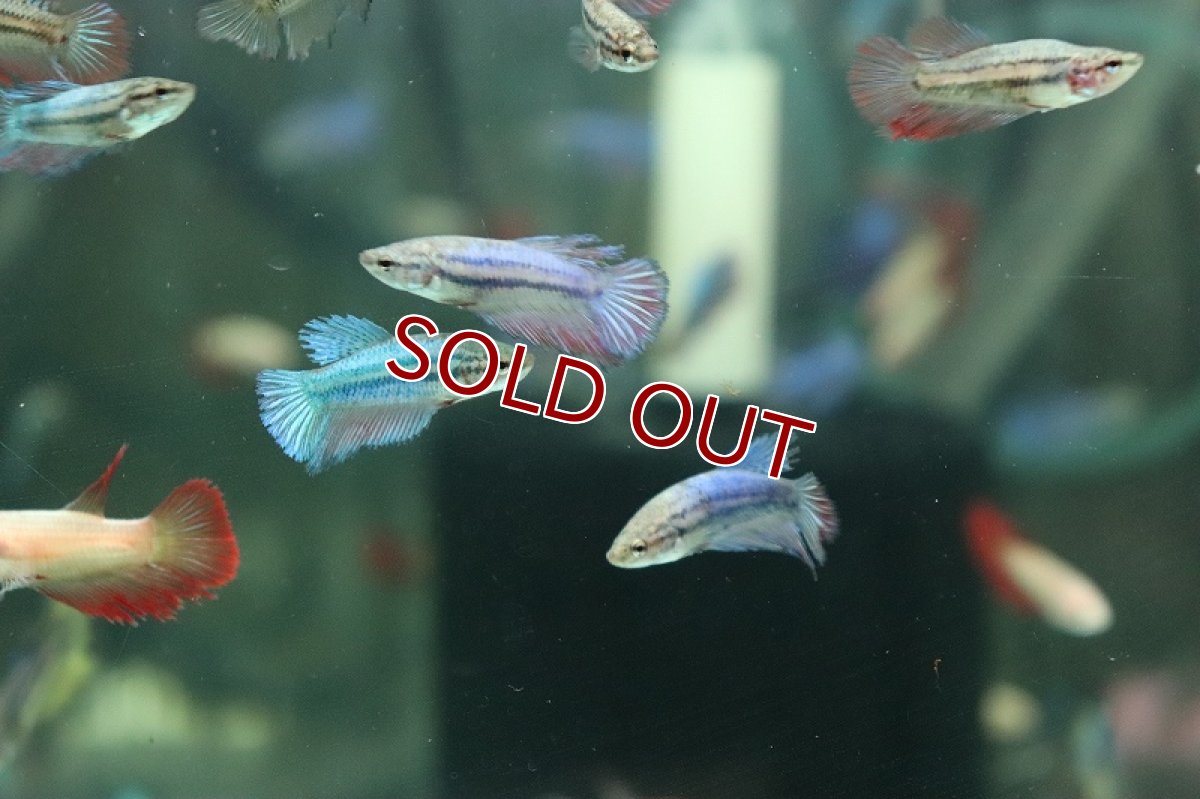 画像3: 【淡水魚】【通販】超爆安 メスベタ【1匹 サンプル画像】（ベタ）（生体）（熱帯魚）NKBT (3)