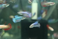 画像3: 【淡水魚】【通販】超爆安 メスベタ【1匹 サンプル画像】（ベタ）（生体）（熱帯魚）NKBT (3)