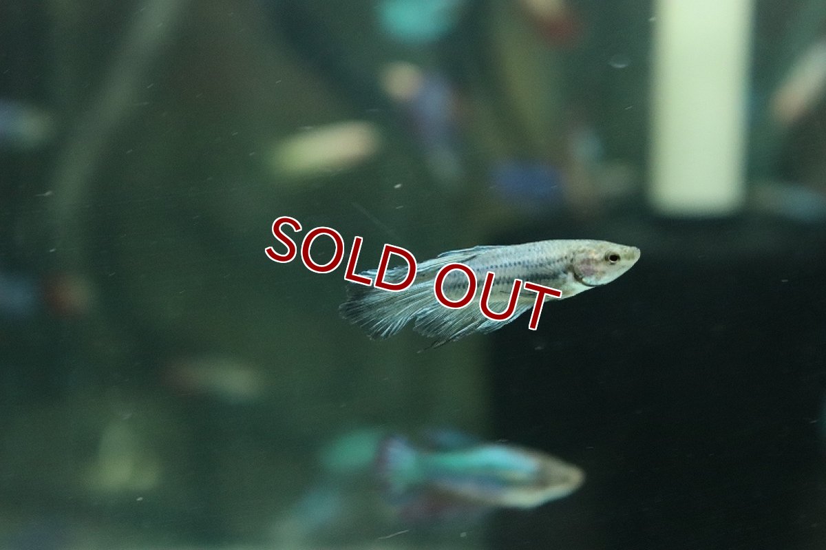 画像4: 【淡水魚】【通販】超爆安 メスベタ【1匹 サンプル画像】（ベタ）（生体）（熱帯魚）NKBT (4)