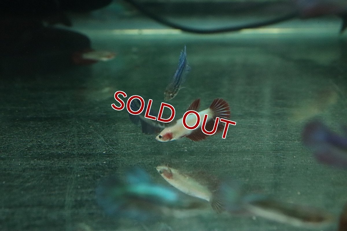 画像5: 【淡水魚】【通販】超爆安 メスベタ【1匹 サンプル画像】（ベタ）（生体）（熱帯魚）NKBT (5)