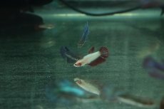 画像5: 【淡水魚】【通販】超爆安 メスベタ【1匹 サンプル画像】（ベタ）（生体）（熱帯魚）NKBT (5)