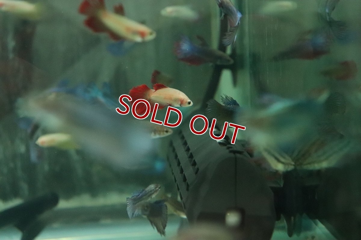 画像6: 【淡水魚】【通販】超爆安 メスベタ【1匹 サンプル画像】（ベタ）（生体）（熱帯魚）NKBT (6)