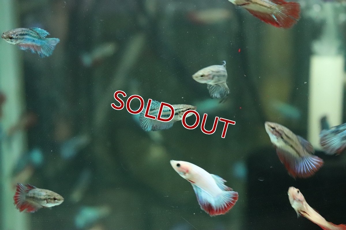 画像7: 【淡水魚】【通販】超爆安 メスベタ【1匹 サンプル画像】（ベタ）（生体）（熱帯魚）NKBT (7)