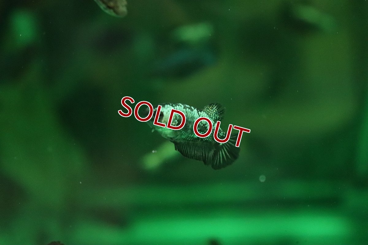 画像2: 【淡水魚】【通販】爆安 ブラックサムライ メス個体【1匹 サンプル画像】（ベタ）（生体）（熱帯魚）NKBT (2)