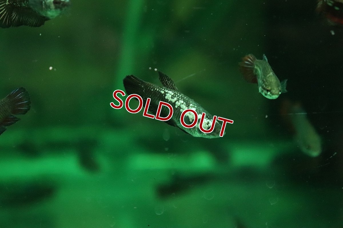 画像3: 【淡水魚】【通販】爆安 ブラックサムライ メス個体【1匹 サンプル画像】（ベタ）（生体）（熱帯魚）NKBT (3)