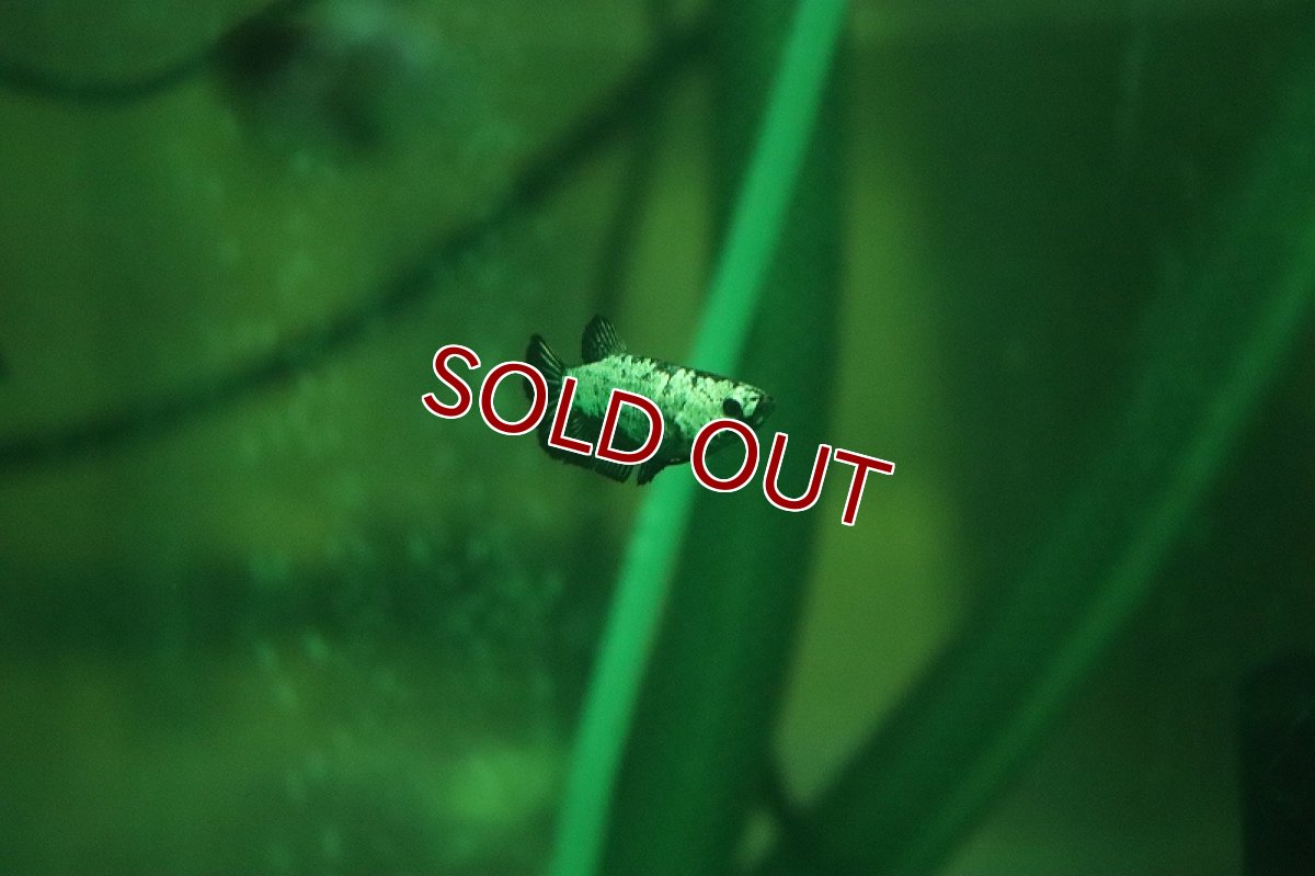 画像4: 【淡水魚】【通販】爆安 ブラックサムライ メス個体【1匹 サンプル画像】（ベタ）（生体）（熱帯魚）NKBT (4)