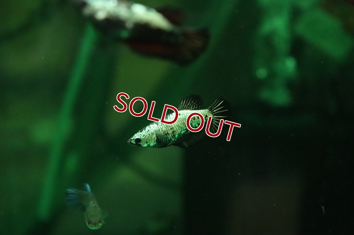 画像5: 【淡水魚】【通販】爆安 ブラックサムライ メス個体【1匹 サンプル画像】（ベタ）（生体）（熱帯魚）NKBT (5)