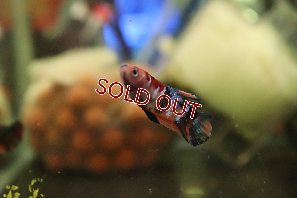 画像2: 【ウィンターセール 10％OFF対象商品】【淡水魚】【通販】キャンディニモ メスベタ【1匹 サンプル画像】（ベタ・コイベタ）（生体）（熱帯魚）NKBT (2)