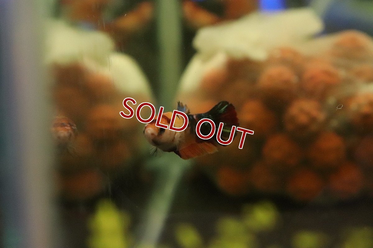 画像3: 【ウィンターセール 10％OFF対象商品】【淡水魚】【通販】キャンディニモ メスベタ【1匹 サンプル画像】（ベタ・コイベタ）（生体）（熱帯魚）NKBT (3)