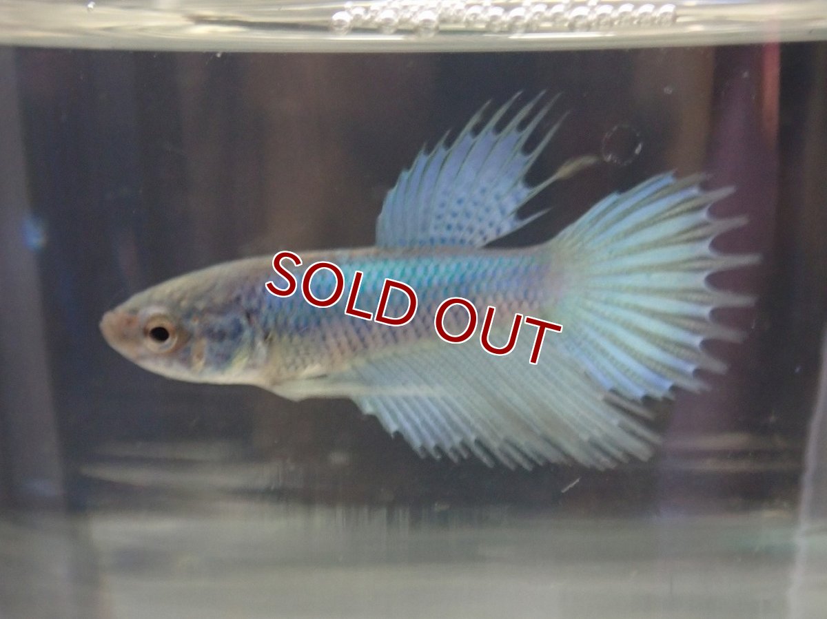 画像1: 【淡水魚】【通販】爆安期間限定 キングクラウンテール 稚魚【３匹 サンプル画像】（±1-3cm）(ベタ)(生体)(熱帯魚)NK (1)
