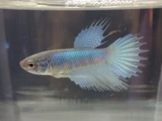 画像1: 【淡水魚】【通販】キングクラウンテール 稚魚【１匹 サンプル画像】（±1-3cm）(ベタ)(生体)(熱帯魚)NK (1)