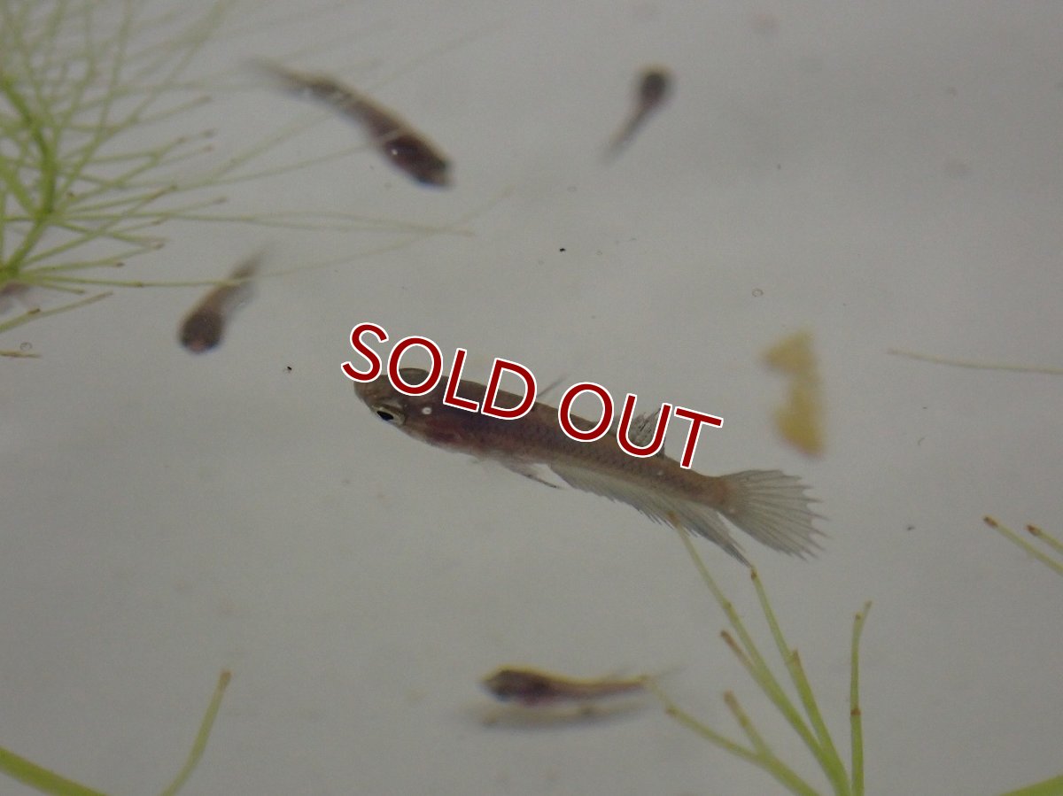 画像2: 【淡水魚】【通販】爆安期間限定 キングクラウンテール 稚魚【３匹 サンプル画像】（±1-3cm）(ベタ)(生体)(熱帯魚)NK (2)