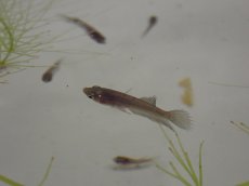 画像2: 【淡水魚】【通販】キングクラウンテール 稚魚【１匹 サンプル画像】（±1-3cm）(ベタ)(生体)(熱帯魚)NK (2)