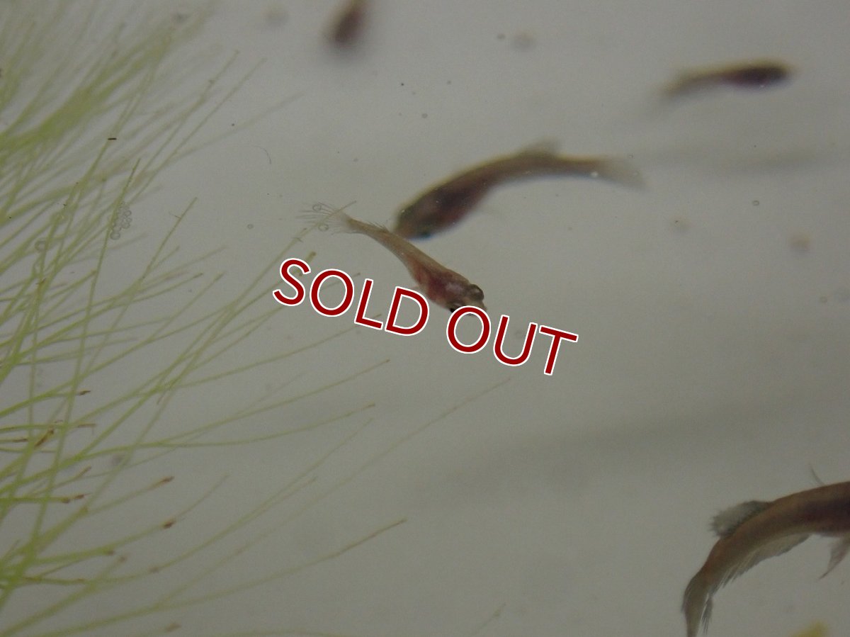 画像3: 【淡水魚】【通販】爆安期間限定 キングクラウンテール 稚魚【３匹 サンプル画像】（±1-3cm）(ベタ)(生体)(熱帯魚)NK (3)