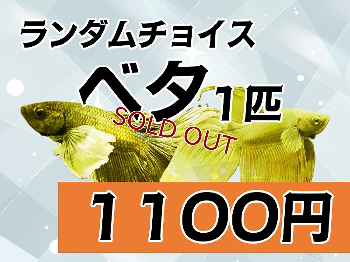 画像1: 【淡水魚】【通販】ランダムチョイスベタ　1100円(生体) (1)
