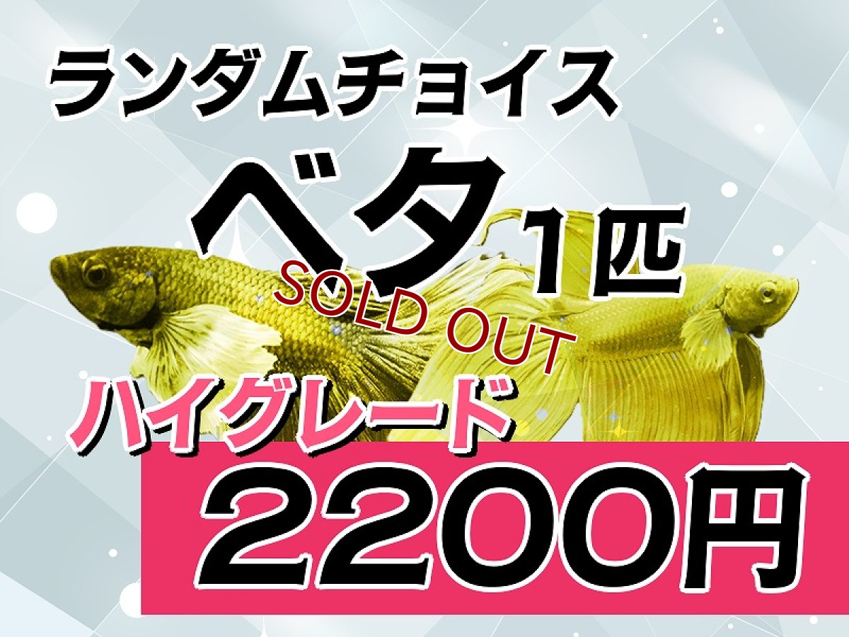 画像1: 【淡水魚】【通販】ランダムチョイスベタ　ハイグレード　2200円(生体) (1)