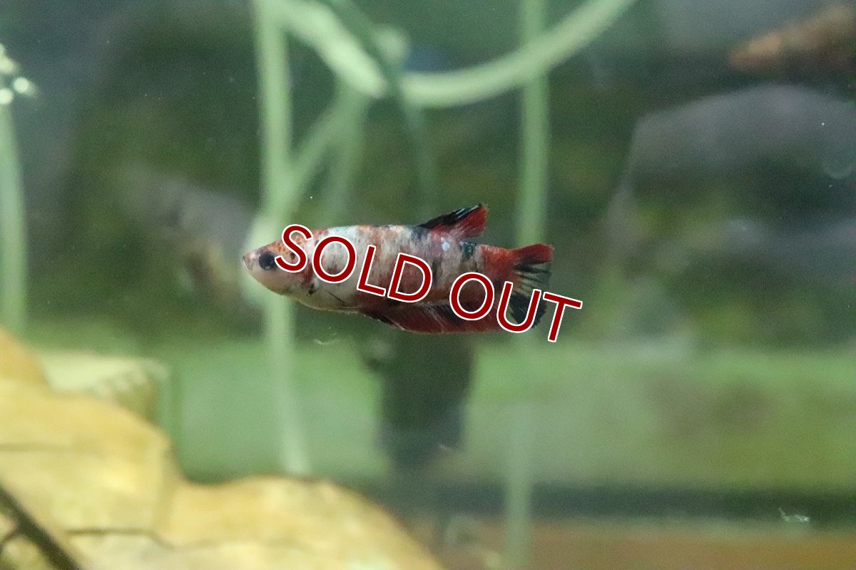 画像2: 【淡水魚】【通販】コイベタ (メス)【1匹 サンプル画像】（生体）(シクリット)（熱帯魚） (2)