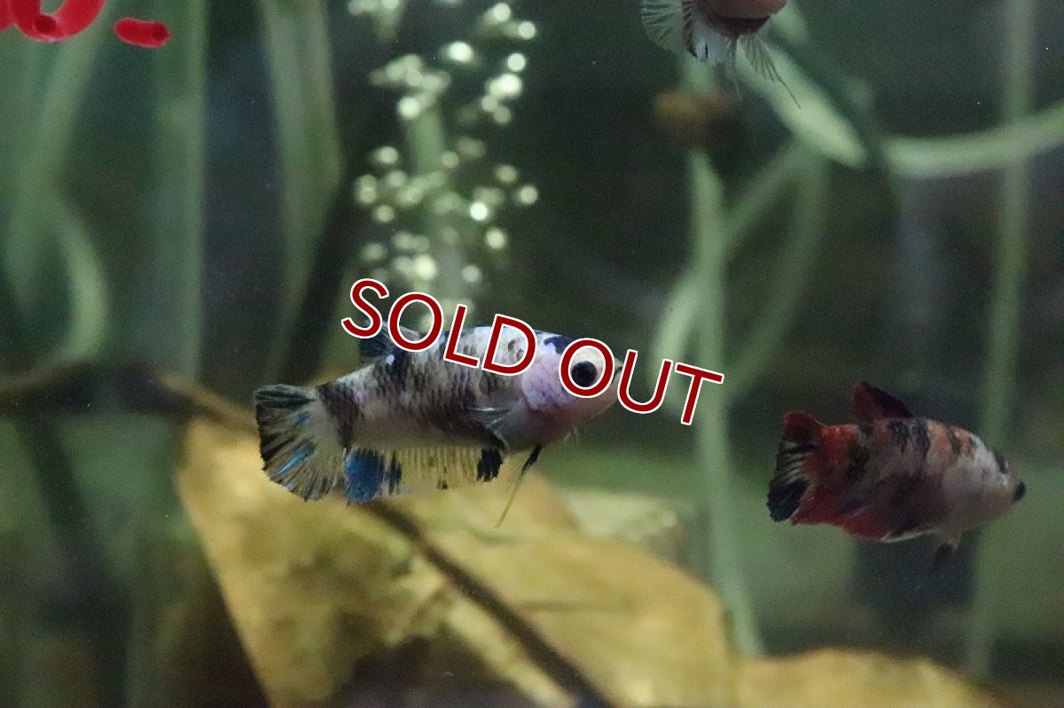 画像3: 【淡水魚】【通販】コイベタ (メス)【1匹 サンプル画像】（生体）(シクリット)（熱帯魚） (3)