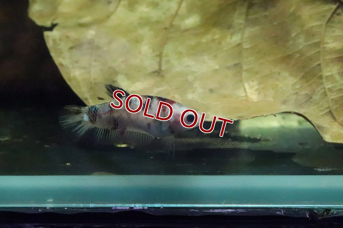 画像4: 【淡水魚】【通販】コイベタ (メス)【1匹 サンプル画像】（生体）(シクリット)（熱帯魚） (4)