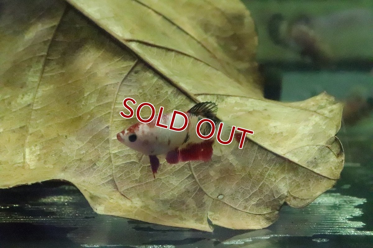 画像5: 【淡水魚】【通販】コイベタ (メス)【1匹 サンプル画像】（生体）(シクリット)（熱帯魚） (5)