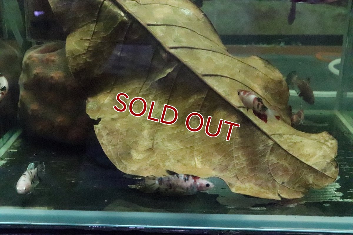 画像6: 【淡水魚】【通販】コイベタ (メス)【1匹 サンプル画像】（生体）(シクリット)（熱帯魚） (6)