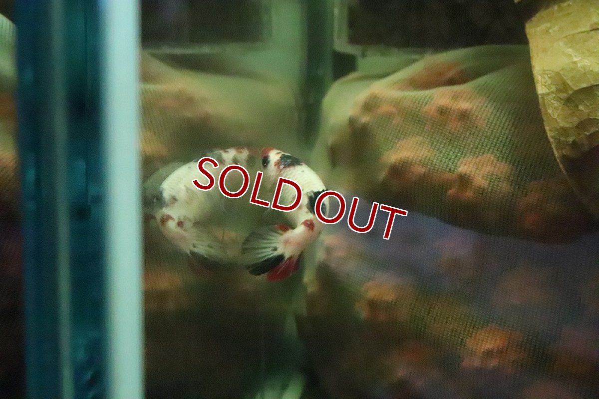 画像7: 【淡水魚】【通販】コイベタ (メス)【1匹 サンプル画像】（生体）(シクリット)（熱帯魚） (7)