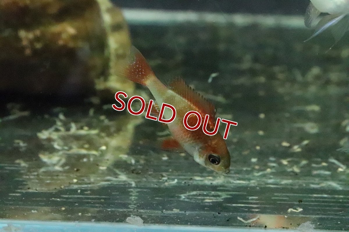 画像2: 【淡水魚】【通販】レインボーラミレジィ【1ペア サンプル画像】(シクリット)（生体）（熱帯魚）NKＲＭ (2)