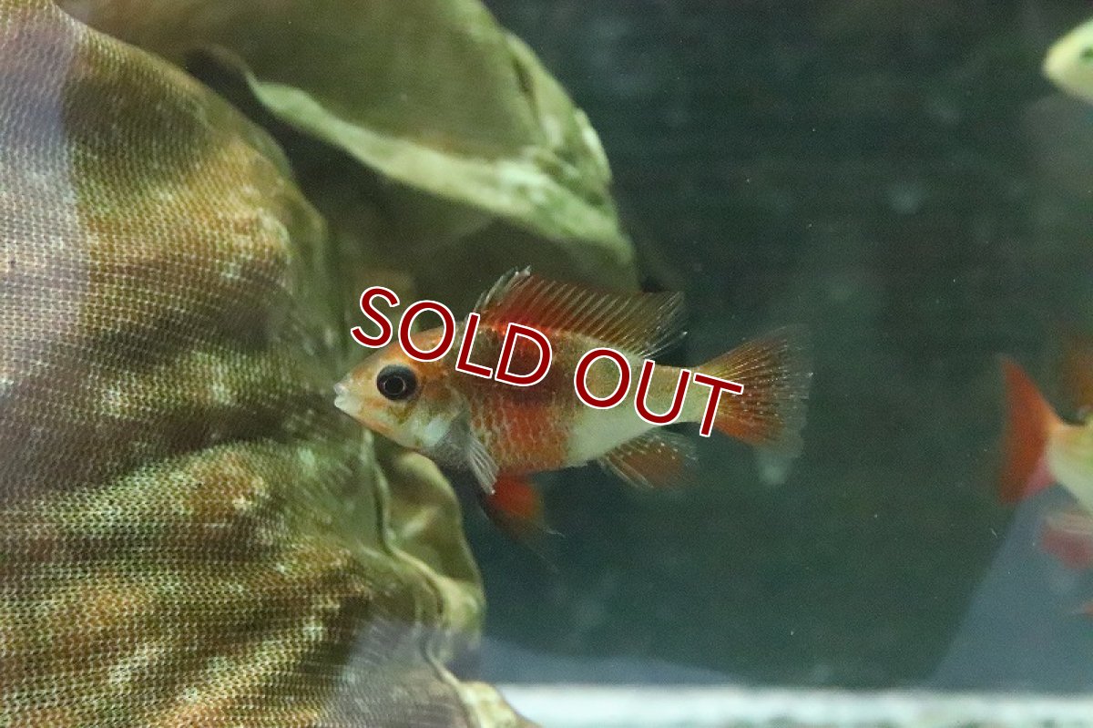 画像3: 【淡水魚】【通販】レインボーラミレジィ【1ペア サンプル画像】(シクリット)（生体）（熱帯魚）NKＲＭ (3)