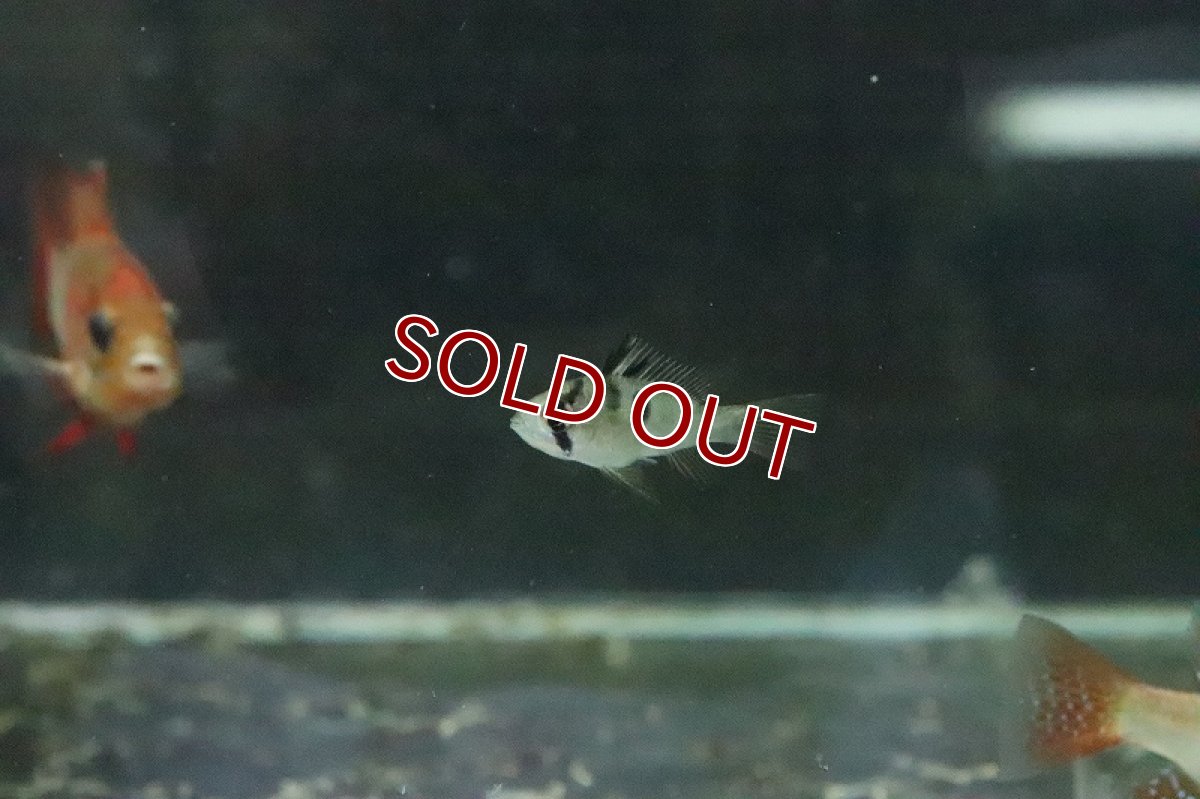 画像2: 【淡水魚】【通販】ドイツラミレジィ【1匹 サンプル画像】(シクリット)（生体）（熱帯魚）NKＲＭ (2)